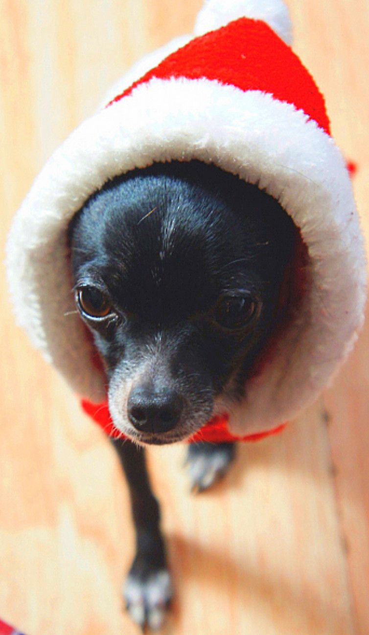 FOBSeUMUiACX88kpS8NGnA10dTXtCoFj1yGUtYQf - У що одягнути домашніх улюбленців на Новий рік (Depo.ua) - rai.ua