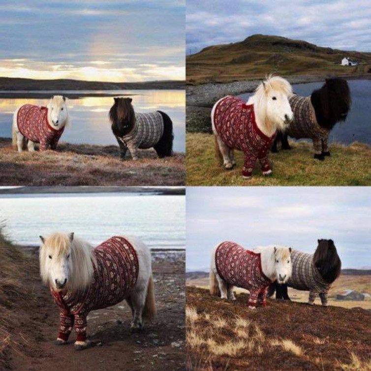 - У що одягнути домашніх улюбленців на Новий рік (Depo.ua) - rai.ua