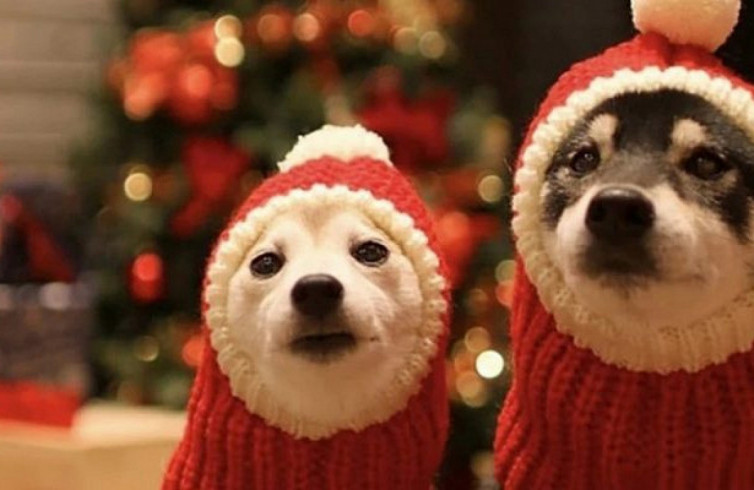 - У що одягнути домашніх улюбленців на Новий рік (Depo.ua) - rai.ua