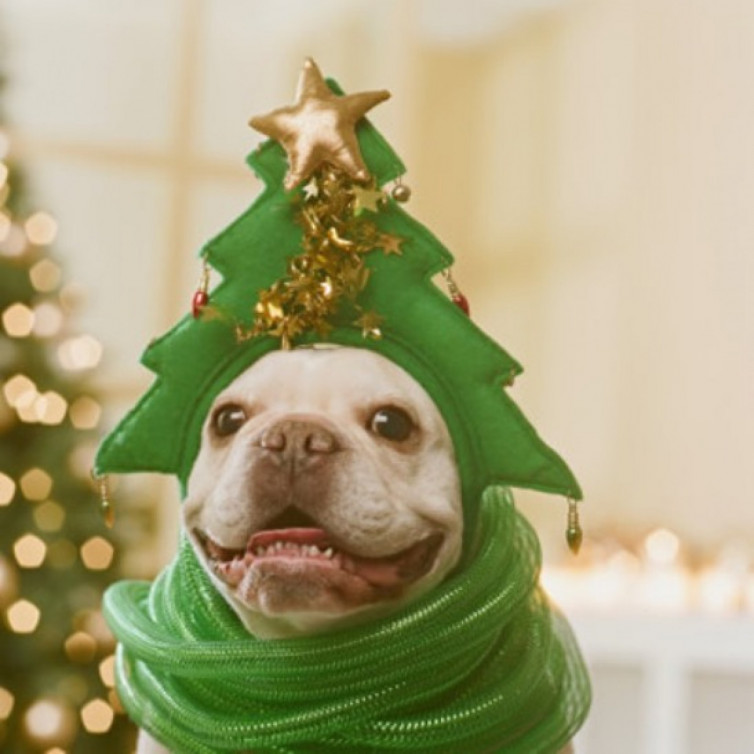 - У що одягнути домашніх улюбленців на Новий рік (Depo.ua) - rai.ua