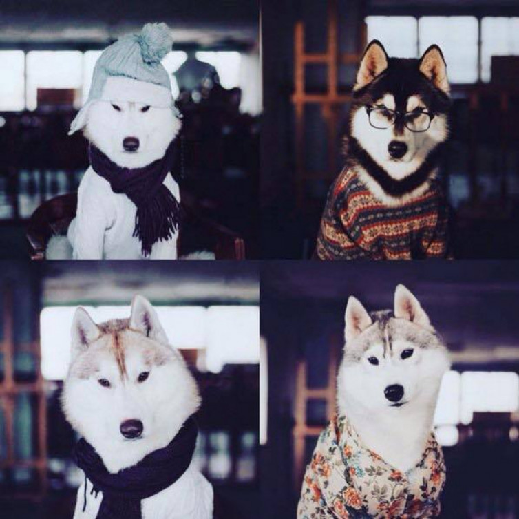 tXW2K6NgvRNvJuHNN0wyCMDcZK3UCZz1CqPfXgNq - У що одягнути домашніх улюбленців на Новий рік (Depo.ua) - rai.ua