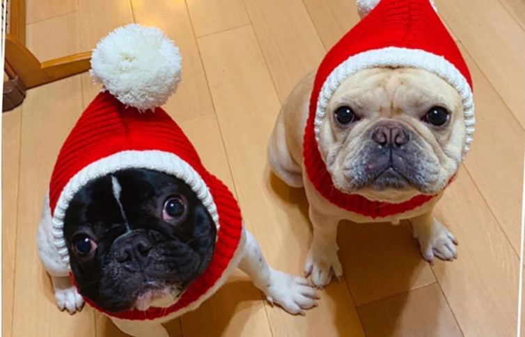 vH86NDLInEHdNDT8EQWUL5fdWDeBwP3MJOJShuHb - У що одягнути домашніх улюбленців на Новий рік (Depo.ua) - rai.ua