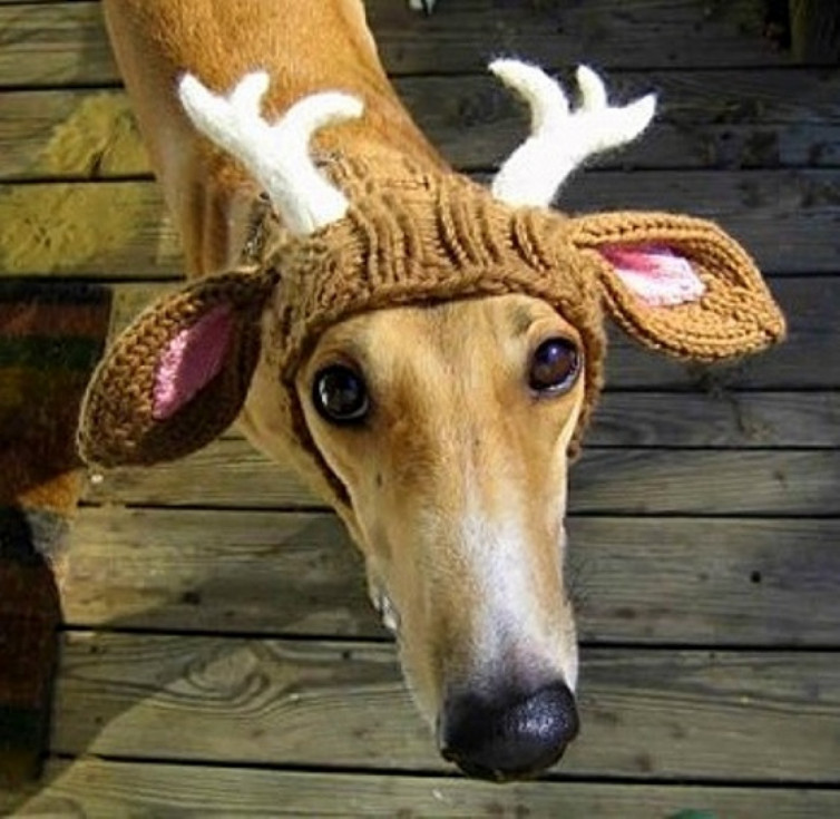 yZsZSLuAkTiz4KKuF2sDJZ5iQp7fMYvDVDMVfmYQ - У що одягнути домашніх улюбленців на Новий рік (Depo.ua) - rai.ua