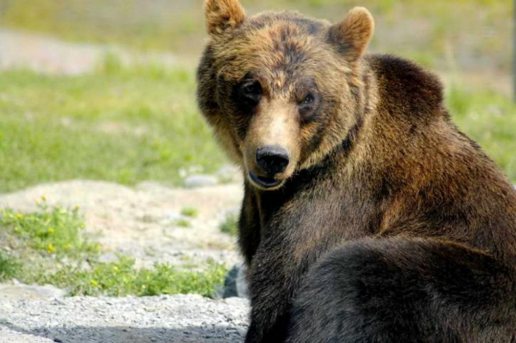 бурый медведь в Карпатах