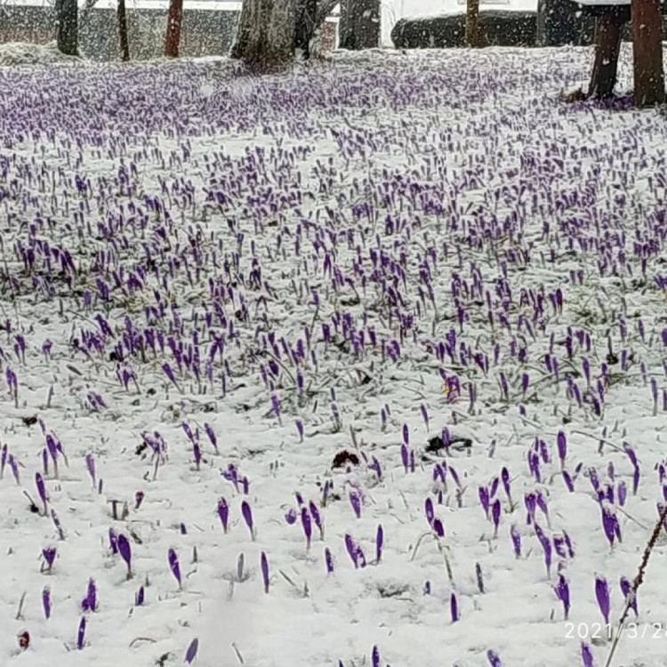 На Закарпатті шар снігу вкрив фіолетові шафрани (ФОТО)