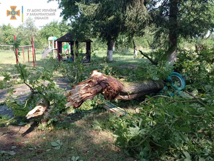 На Закарпатье ураган повалил деревья