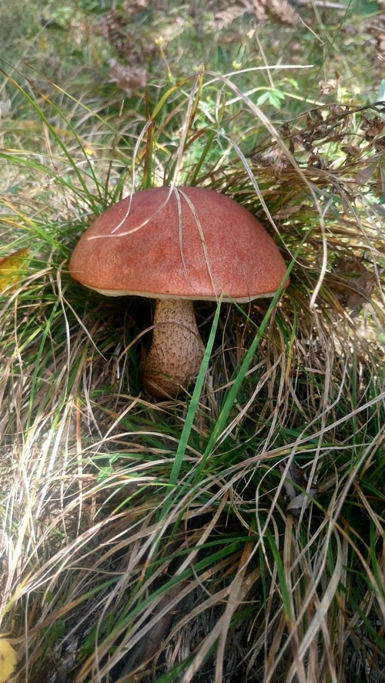 Осенние грибы в Карпатах