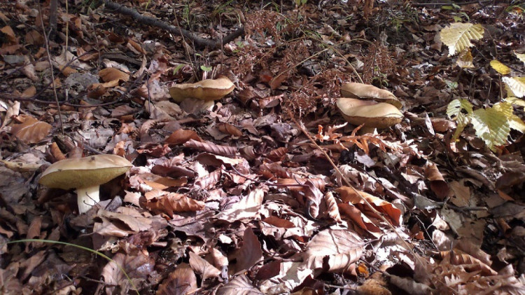 Осінні гриби в Карпатах