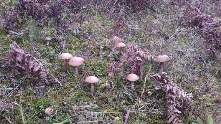 Осінні гриби в Карпатах