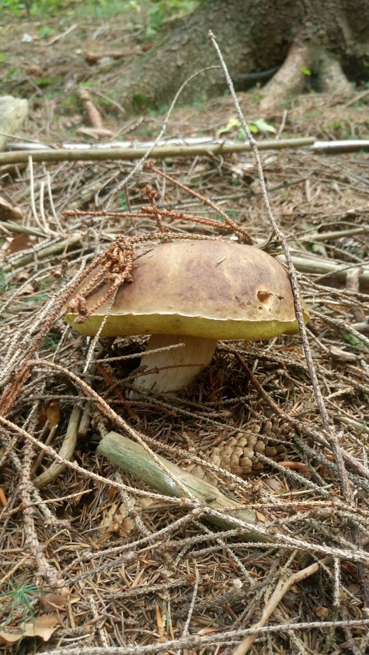 Осенние грибы в Карпатах