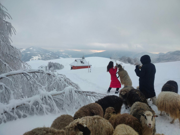 Туристы и овцы